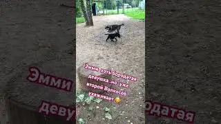 #бородулька #собака #эми #животные #собаки #юмор #любовь #счастье