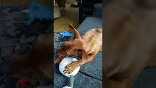 Donna m&auml; suojelen sua kaikelta 🥹😭&hearts;️😘🐕&zwj;🦺🦮