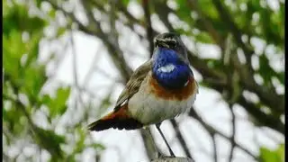 Gorgebleue &agrave; miroir- Bluethroat - Blaukelchen  ( Luscinia svecica )