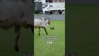 #caballos #horse #ecuador #colombia