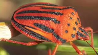 7 Photo nature : analyse des images de la vid&eacute;o n&deg;1