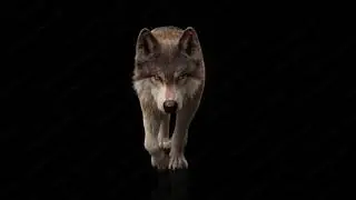 Grey wolf Trotting