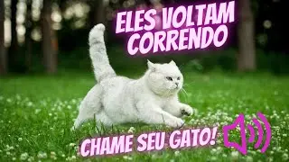 Para atrair gatos, som de gatos para atrair gatos, miado de gato para atrair ou espantar gatos