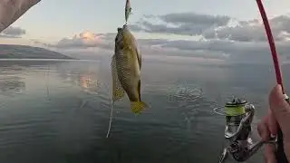 דיג בכנרת בחוף אחר וסיום העונה שלנו בכנרת 🎣Fishing on a different shore and ending our season Subs