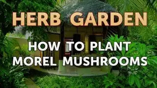 How to Plant Morel Mushrooms