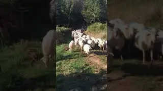Sheep on the Chemin St-Jacques Via Podiensis GR 65 between Ostabat and Saint-Jean-Pied-de-Port.