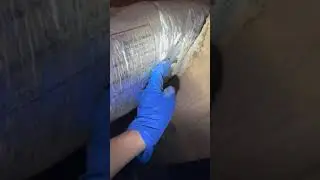 Subterranean Termites