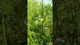 🐝Dancing on clover, sipping sweet sips#beef #foryou #viralvideo #nature #naturelovers #bee #flyhigh