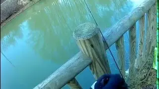 Tuto pêche au ver de terre + pêche de la perche et du poisson blanc en direct (HD)No Kill