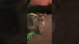 Guitar imitates cat's meow #fyp #cat #catlover