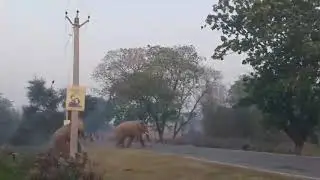 Birpur Bhimnagar Road #Lockdown Effect