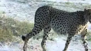 Cheetah Close