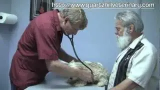 Best Local Vet Clinic