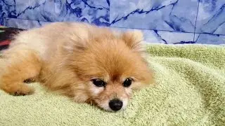 HOW TO CHEER UP A SAD DOG/ CUTE DOG/ CUTE FUNNY DOG