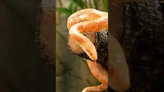 #DeadlySnakes #SnakeFacts #DangerousSnakes #Top5Snakes #WildlifeShorts #AnimalFacts #SnakeLovers #