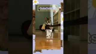INTM Parody Kucing Runway Challange #shorts #intm #kucing #cats #lucu #ngakak #video #indonesia