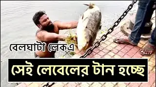 Beleghata lake Fishing#Fishing videos#मछली पकड़ने कि वीडियोस#বেলেঘাটা লেক মাছ ধরা# Kalu Fish hunter#