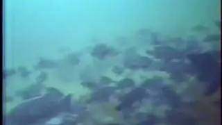 Common Mid-Atlantic Seafloor Habitats
