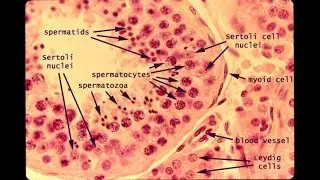 Histology and histophysiology of the leydig cells of the testis