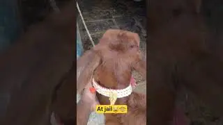 #viral #cow #lifeisbutadream #shortvideos #youtube #animals #viralvideos #funny