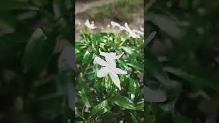 Enjoy beautiful nature with rural life#shortvideos #viral #shorts