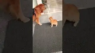 #labrador #pets #puppy #funny 😺 cte