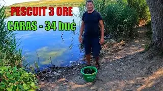 34 de Carași în 3 ore pe Lacul Sălbatic #fishing #pescuit #caras