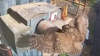 Little Owl Brings Rodent to Nest & Eats It