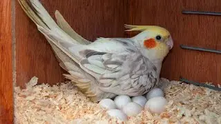 কি করে বুঝবেন আপনার পাখি ডিম পারবে? Love Bird Cocktail Pakhir Dim Parar Lokhkhon🤷