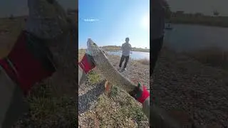 Carolside Alberta Pike Fishing  Catch & Release 