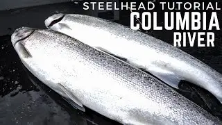 HOW-TO Catch Columbia River Steelhead With Divers & Coon Shrimp
