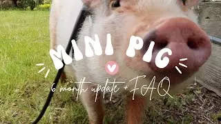 what I wish I knew before getting a mini pig