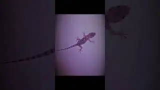 types of gecko edit