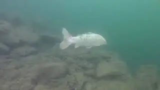 Duiken in een steengroeve op de duikplaats Barges, de bezienswaardigheden