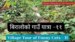 Vilage Tour of Funny Cats - 11 | Biraloko Gau Yatra - 11 | बिरालोको गाउँ यात्रा - ११ | Funny Cats