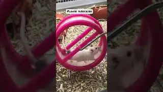 A Cute mouse having fun on its wheel #shorts