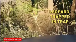 Leopard Trapped in trap in Nepal | Nepal Kanchanpur