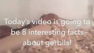 Interesting facts about gerbils