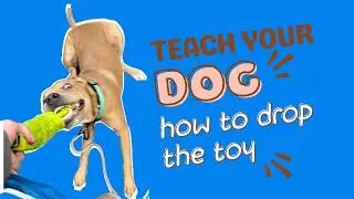 Teach your dog how to drop the toy