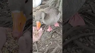 Hand Feeding Goose