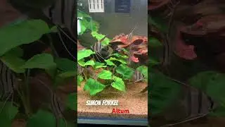 simon forkel altum F1 #music #singer #fish #planetaquarium #aquarium #megaquarium #fishing #trending