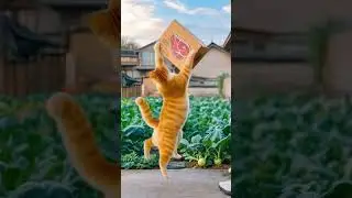 Cat&rsquo;s Kitchen Adventures! 🐾 | Funny Cooking Cat Video #shorts #shortsfeed #cat #catlovers