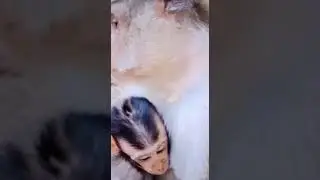 Breastfeeding mothers it's so adorable🐒🐒
