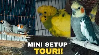 Mini Birds Setup Tour !!Complete Cage & Care Setup