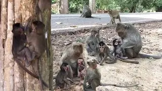 Little Monkey Playing With Family - Newborn Baby Monkeys Plus Playing Little Boys