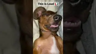 Funny Dog Snoring #dog #funnydog #snoringdog #short