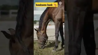 Horse grazing grass 🐴🐴🦄🦄🦄🦄🦄🐴🐴🐴
