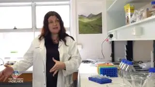 Dopamine and motivation