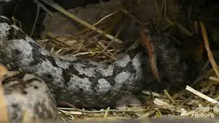 Europ&auml;ische Hornotter / Vipera ammodytes / F&uuml;tterung und Kopulation im Terrarium