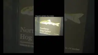 Northern hog sucker #funny #trending #shorts #lol #tiktok #fyp #youtubeshorts #reels #ytshorts #yt